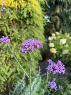 Verbena ijzerhard, Tuin en Terras, Planten | Tuinplanten, Volle zon, Vaste plant, Zomer, Ophalen