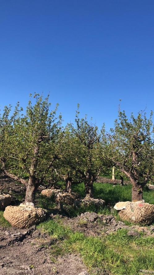 Laagstam handpeer, oude perenboom Doyenné du Comice 72 jaa, Tuin en Terras, Planten | Fruitbomen, Perenboom, 250 tot 400 cm, Lente