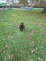 4 ouessant ooien gedekt, Dieren en Toebehoren, Schapen, Geiten en Varkens, Vrouwelijk, Schaap