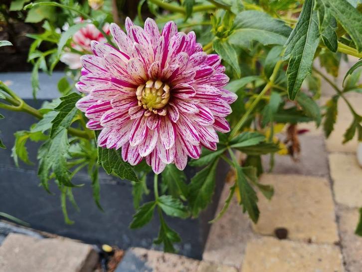 Veel verschillende soort dahlia knollen, Tuin en Terras, Bloembollen en Zaden, Knol, Volle zon, Ophalen of Verzenden