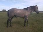 Mooie PRE hengst schimmel, Dieren en Toebehoren, Paarden, Hengst, 0 tot 2 jaar