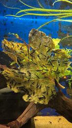 Bleu saphire garnalen neo caridina, Kreeft, Krab of Garnaal