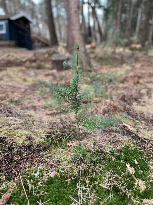 Gratis varens,naald- en berkenboompjes, Tuin en Terras, Planten | Tuinplanten, Vaste plant, Overige soorten, Halfschaduw, Bloeit niet