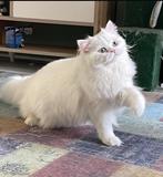 Dekkater perzisch langhaar, Kater, Ontwormd, 0 tot 2 jaar