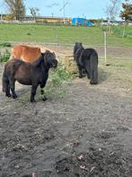 Verzorgster gezocht voor 3 shetlanders, Ophalen