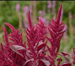 Kattenstaart., Verzenden, Voorjaar, Halfschaduw, Zaad