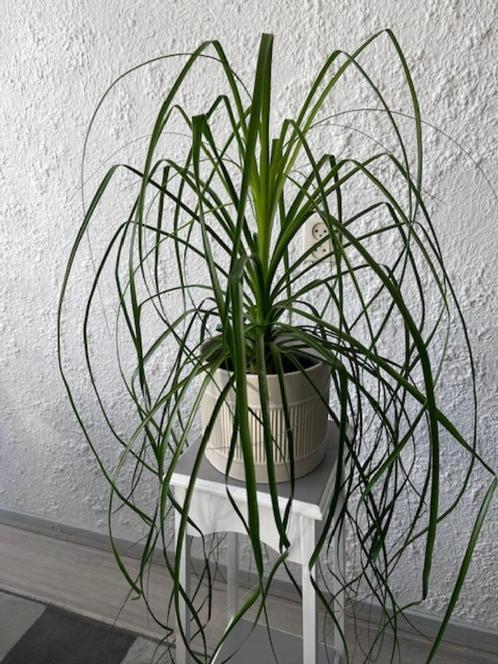 Dracaena Marginata, asparagaceae soort, Huis en Inrichting, Kamerplanten, Overige soorten, Minder dan 100 cm, Groene kamerplant