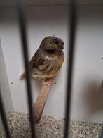 Ruime keuze gloster kanaries, Dieren en Toebehoren, Meerdere dieren, Kleurkanarie