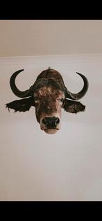 Schouldermount buffel, Ophalen, Zo goed als nieuw