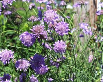Zaden Scabiosa columbaria Butterfly Blue beschikbaar voor biedingen
