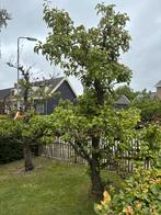 Twee Prachtige oude perenbomen, Tuin en Terras, Ophalen, Lente