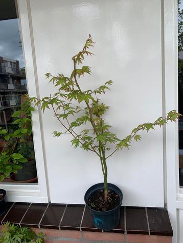 Japanse esdoorn Acer palmatum (bonsai starter)