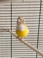 Gouldamadine man, Dieren en Toebehoren, Vogels | Overige Vogels, Mannelijk, Tropenvogel