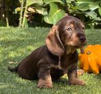 Dwerg Teckel, Dieren en Toebehoren, Honden | Teckels en Dashonden, Nederland, 8 tot 15 weken, Korthaar, Dwerg