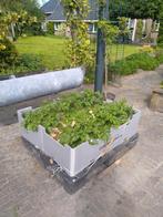 Gemakkelijke moestuin/ groentetuin, Ophalen, Nieuw, Kunststof