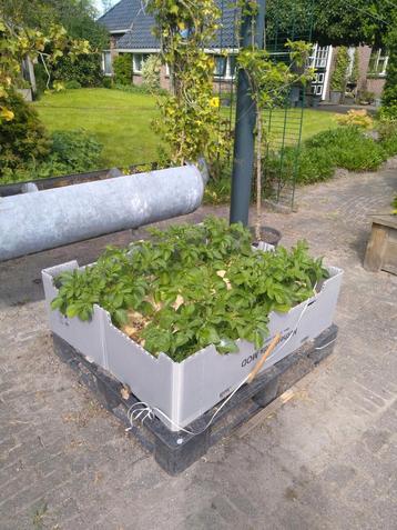 Gemakkelijke moestuin/ groentetuin beschikbaar voor biedingen