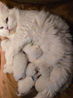 😻💖Ragdoll kittens getest HCM-PKD-CIN-FIV en FELV💖😻, Dieren en Toebehoren, Meerdere dieren, Gechipt