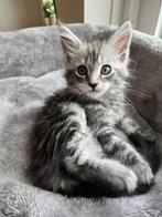 3 prachtige Maine Coon kittens, Dieren en Toebehoren, Katten en Kittens | Raskatten | Langhaar, Poes, Gechipt