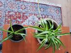 Plants: spider plants, umbrella plant and other plants, Ophalen, 100 tot 150 cm, Overige soorten, Halfschaduw
