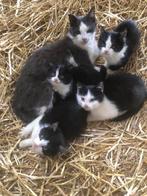Boerderij kittens, Dieren en Toebehoren, Katten en Kittens | Overige Katten, Meerdere dieren, Kortharig, 0 tot 2 jaar