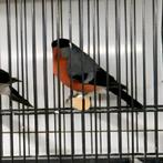 Noorse goudvink man, Mannelijk, Wildzangvogel