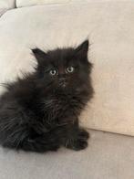 Siberische kittens, Dieren en Toebehoren, Katten en Kittens | Raskatten | Langhaar, Ingeënt