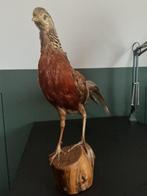 Opgezette Goudfazant, Ophalen, Gebruikt, Vogel, Opgezet dier