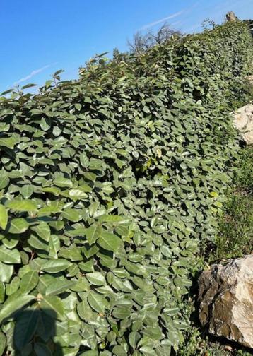 Olijfwilg (Elaeagnus ebbingei) beschikbaar voor biedingen