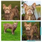 franse bulldog pablo fluffy dekreu  met stamboom, Dieren en Toebehoren, Particulier, Rabiës (hondsdolheid), Reu, 1 tot 2 jaar