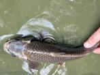 Ghost koi, schub karper, Dieren en Toebehoren, Karper of Koi