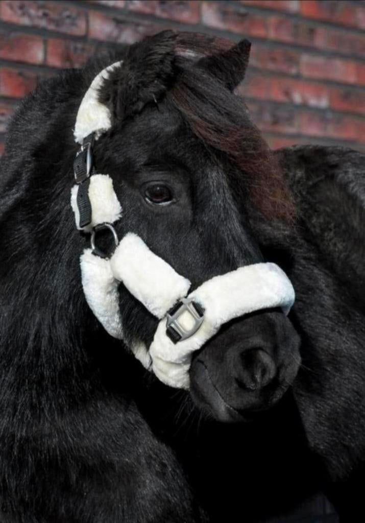 Een grote partij nieuwe halsters te koop!, Ophalen of Verzenden, Nieuw, Overige soorten