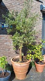 Olijfboom. 3 m met xxxl pot., Ophalen, Volle zon, Olijfboom, 100 tot 250 cm