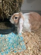 Lief tam mini lop voedster, Dieren en Toebehoren, Konijnen, Vrouwelijk, Dwerg, Hangoor, 0 tot 2 jaar