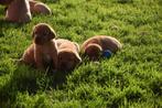 Prachtige red fox labradors mogen het nest verlaten!, CDV (hondenziekte), 8 tot 15 weken, Labrador retriever, Meerdere