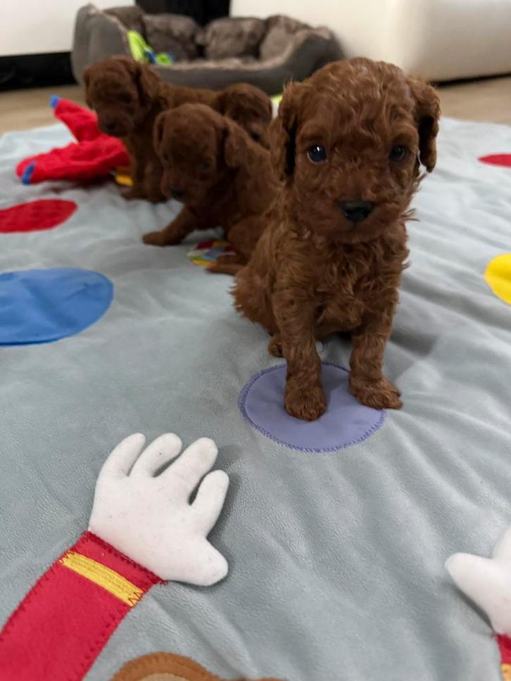 Toy poedel pups 🐩🐩🐩🐩 Red- Braun ❣️, Dieren en Toebehoren, Honden | Poolhonden, Keeshonden en Oertypen, Reu, Keeshond, Particulier