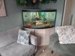 Te koop hoekaqarium, Dieren en Toebehoren, Ophalen, Gebruikt