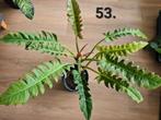 Planten pakketten, 8 planten voor maar 50 euro., Ophalen, Halfschaduw, Minder dan 100 cm