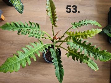 Planten pakketten, 8 planten voor maar 50 euro.  beschikbaar voor biedingen