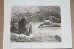 Antieke gravure - Nijlpaarden in de rivier Zambezi - 1872 !!, Ophalen of Verzenden