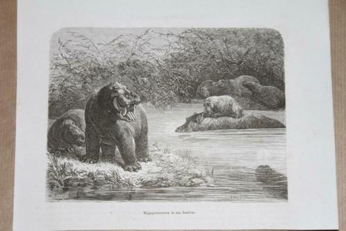 Antieke gravure - Nijlpaarden in de rivier Zambezi - 1872 !!, Antiek en Kunst, Kunst | Etsen en Gravures, Ophalen of Verzenden