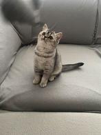 Prachtige Britse korthaar poesje, Dieren en Toebehoren, Katten en Kittens | Raskatten | Korthaar, Poes, Ontwormd, 0 tot 2 jaar