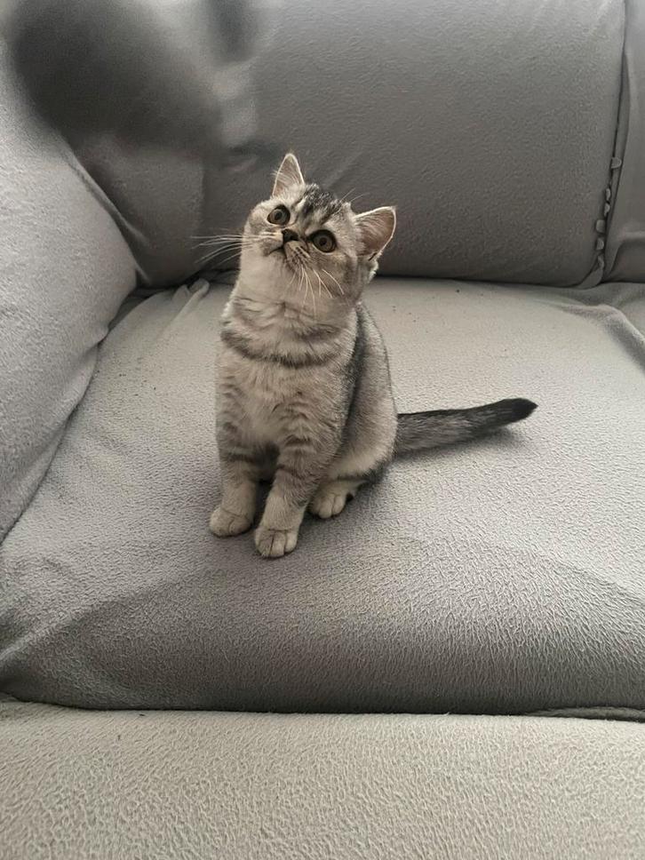 Raszuivere  Britse korthaar  poesje, Dieren en Toebehoren, Katten en Kittens | Raskatten | Korthaar, Poes, 0 tot 2 jaar, Ontwormd