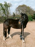Knappe 3 jarige ruin, Dieren en Toebehoren, Paarden, Ruin, Dressuurpaard, 3 tot 6 jaar