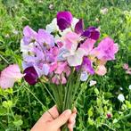 Bio zaden Siererwt - Lathyrus odoratus, Tuin en Terras, Bloembollen en Zaden, Verzenden, Voorjaar, Volle zon, Zaad