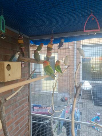 Agapornis vogels 8 stuks beschikbaar voor biedingen