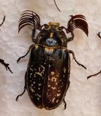 Julikever geprepareerd Polyphylla fullo (man), Ophalen of Verzenden