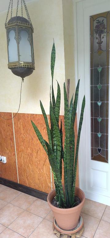 Kamerplant = Sansevieria = Vrouwentong - 165cm   beschikbaar voor biedingen
