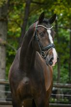 Meerdere talendvolle dressuur paarden!, Dieren en Toebehoren, Gechipt, Dressuurpaard, 3 tot 6 jaar, Onbeleerd