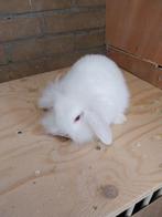 Twee jonge hangoor konijntjes, Dieren en Toebehoren, Konijnen, Vrouwelijk, Klein, Hangoor, 0 tot 2 jaar