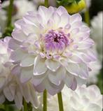 Dahlia Eveline dahliaknol, Ophalen of Verzenden, Volle zon, Knol